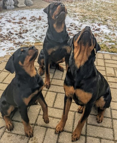 Rottie Gallery